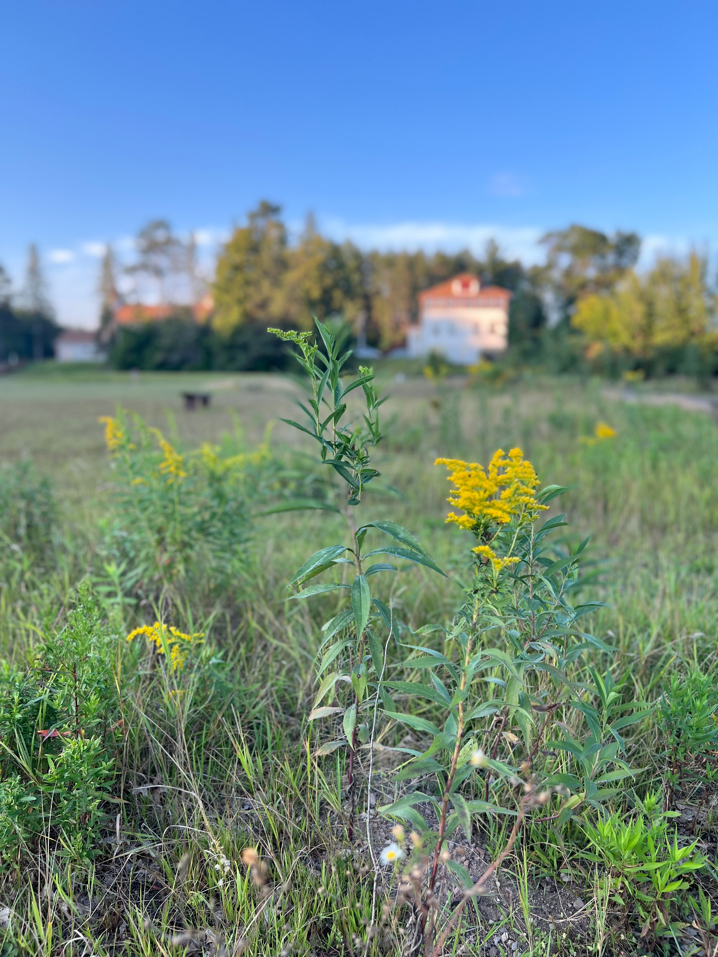 Wildflowers on the property